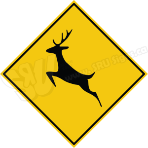 Sruroad124